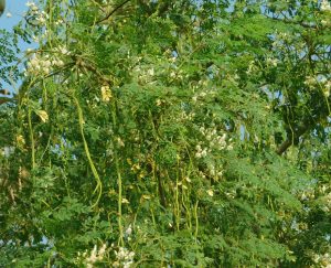 Moringa