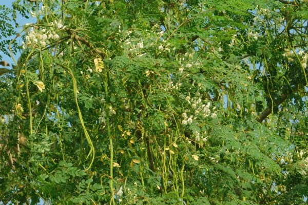 Moringa