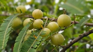 Health Benefits of Amla