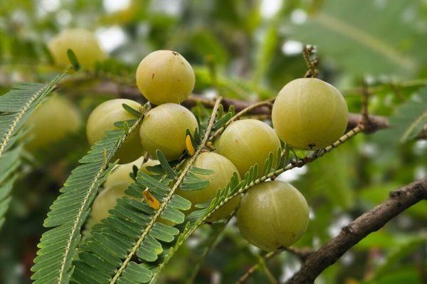 Health Benefits of Amla