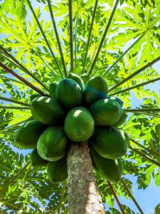 Green Papaya