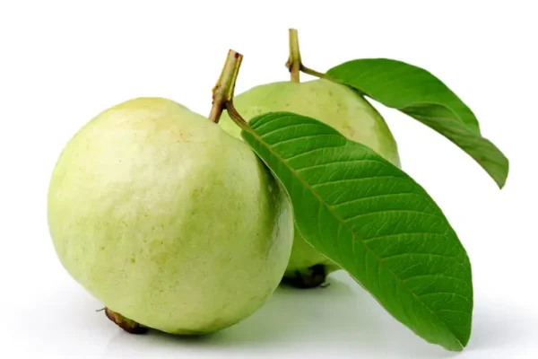 Health Benefits of Guava