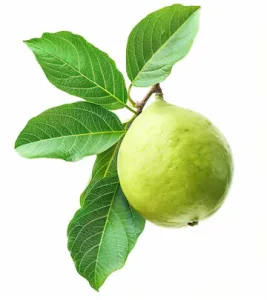 health benefits of guava