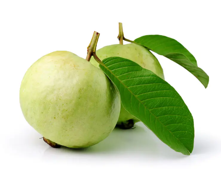 Health Benefits of Guava