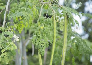 Moringa