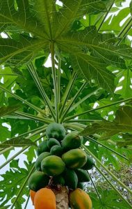 Papaya Leaves