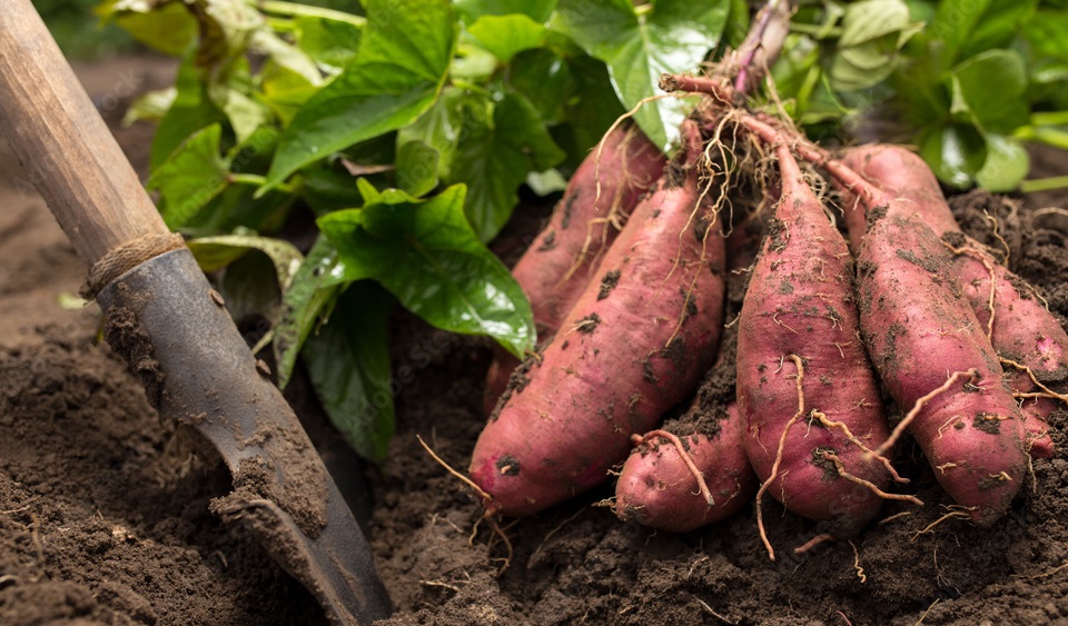 Health benefits of Sweet potato